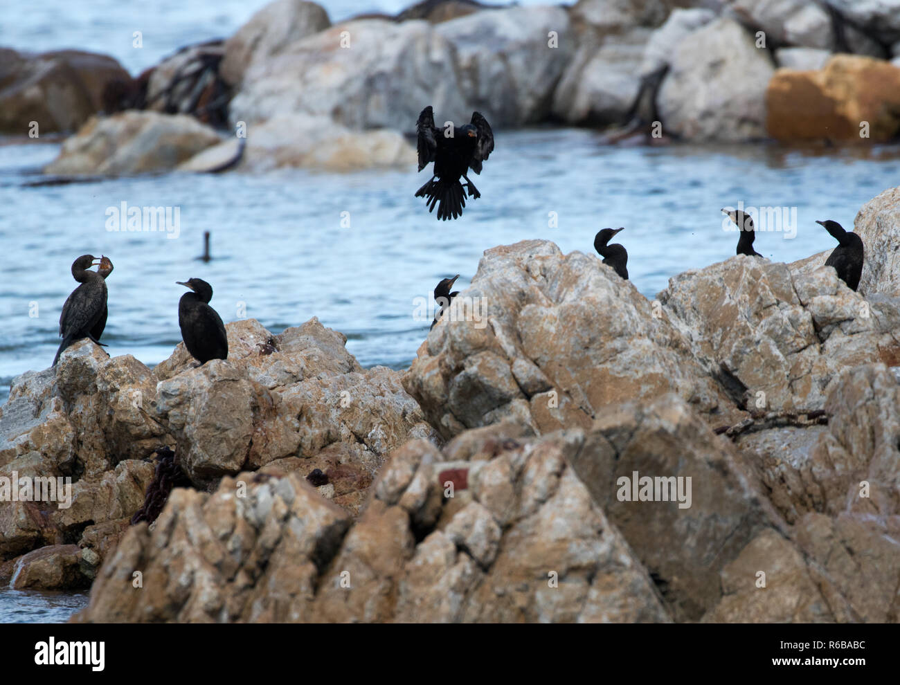 Gekrönt Kormoran (Microcarbo coronatus) Stockfoto
