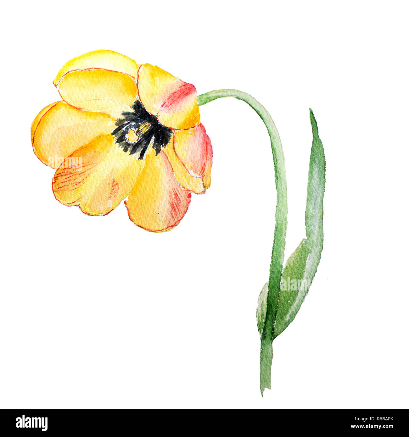 Botanische aquarell Abbildung: Skizze der rote Tulpe Blume auf weißem  Hintergrund Stockfotografie - Alamy