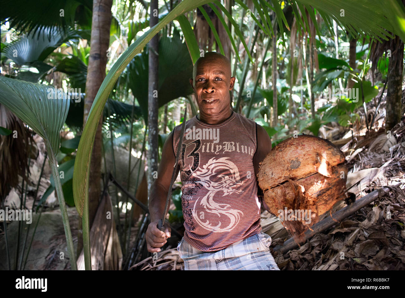 Vallee de Mai Nature Reserve, Heimat der Coco de Mer, Praslin, Seychellen Stockfoto