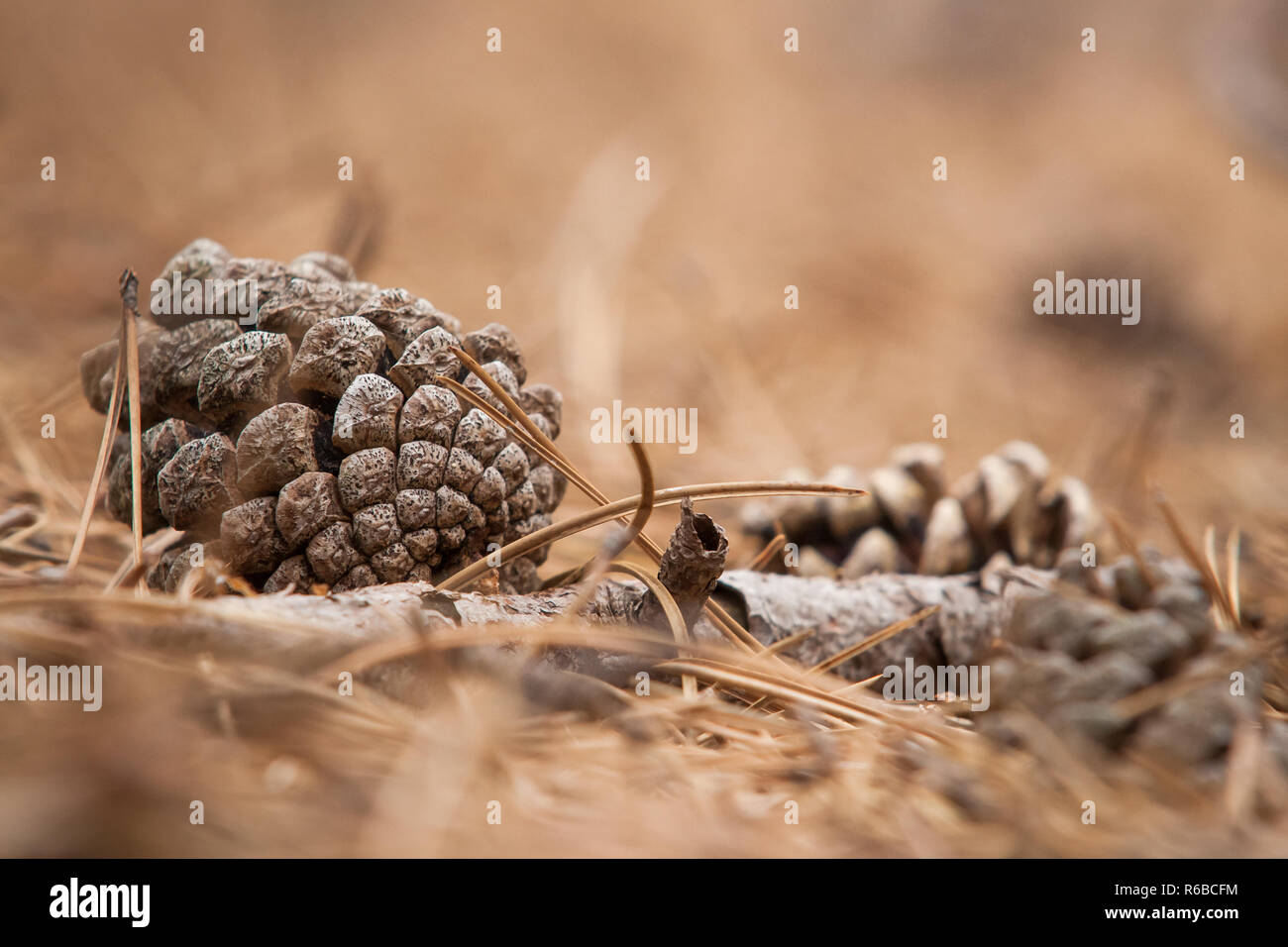 Attraktive, saisonale Bild, Framing ein unscharfes Waldboden Hintergrund. Geringe Tiefenschärfe. Stockfoto