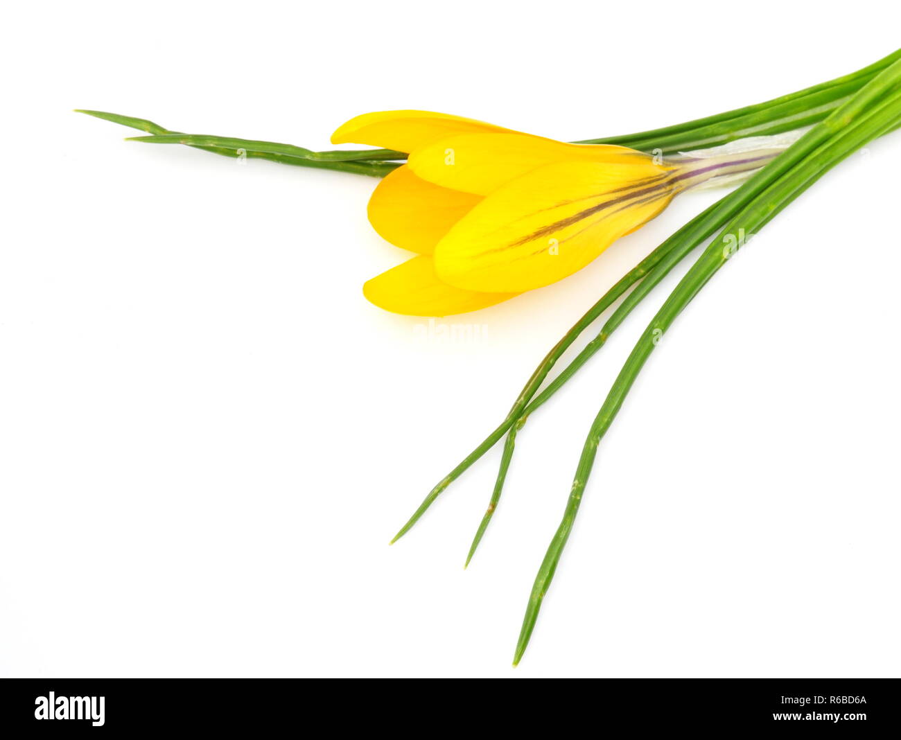 Gelbe crocus Blume auf weißem Hintergrund Stockfoto