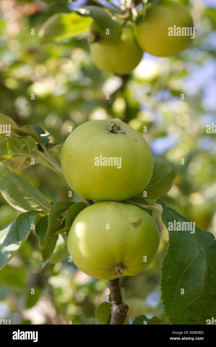 Der Malus Domestica 'Taeuscher Sämling" Obst. Äpfel auf einem Baum. Stockfoto