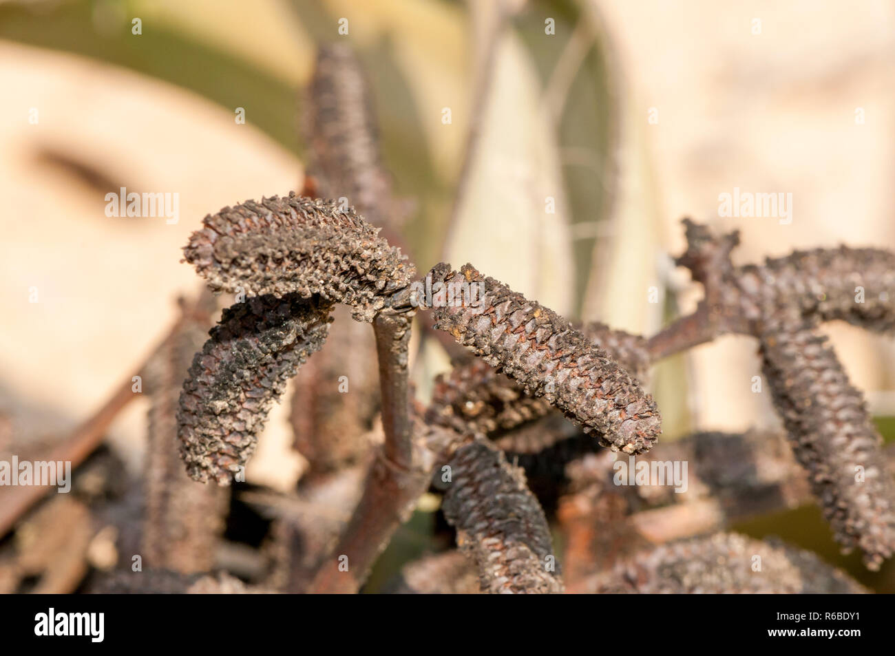 Detail des Strobilus, microsporangiate strobili, Welwitschia, Welwitschia mirabilis, Namib Naukluft Park, Namibia Stockfoto