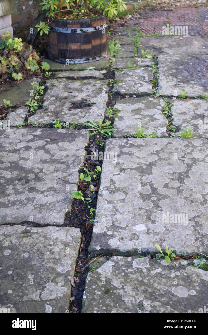 Unkraut zwischen den Spalten in einer Steinplatte Terrasse wächst. Stockfoto