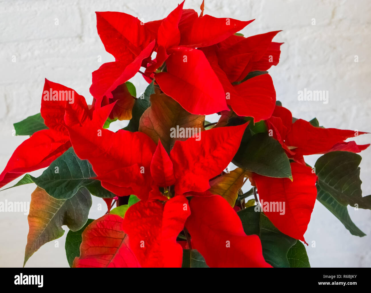 Weihnachtsstern Blumen Aus Einer Entfernung Traditionelle Und Dekorative Weihnachten Rote Sterne Anlage Stockfotografie Alamy