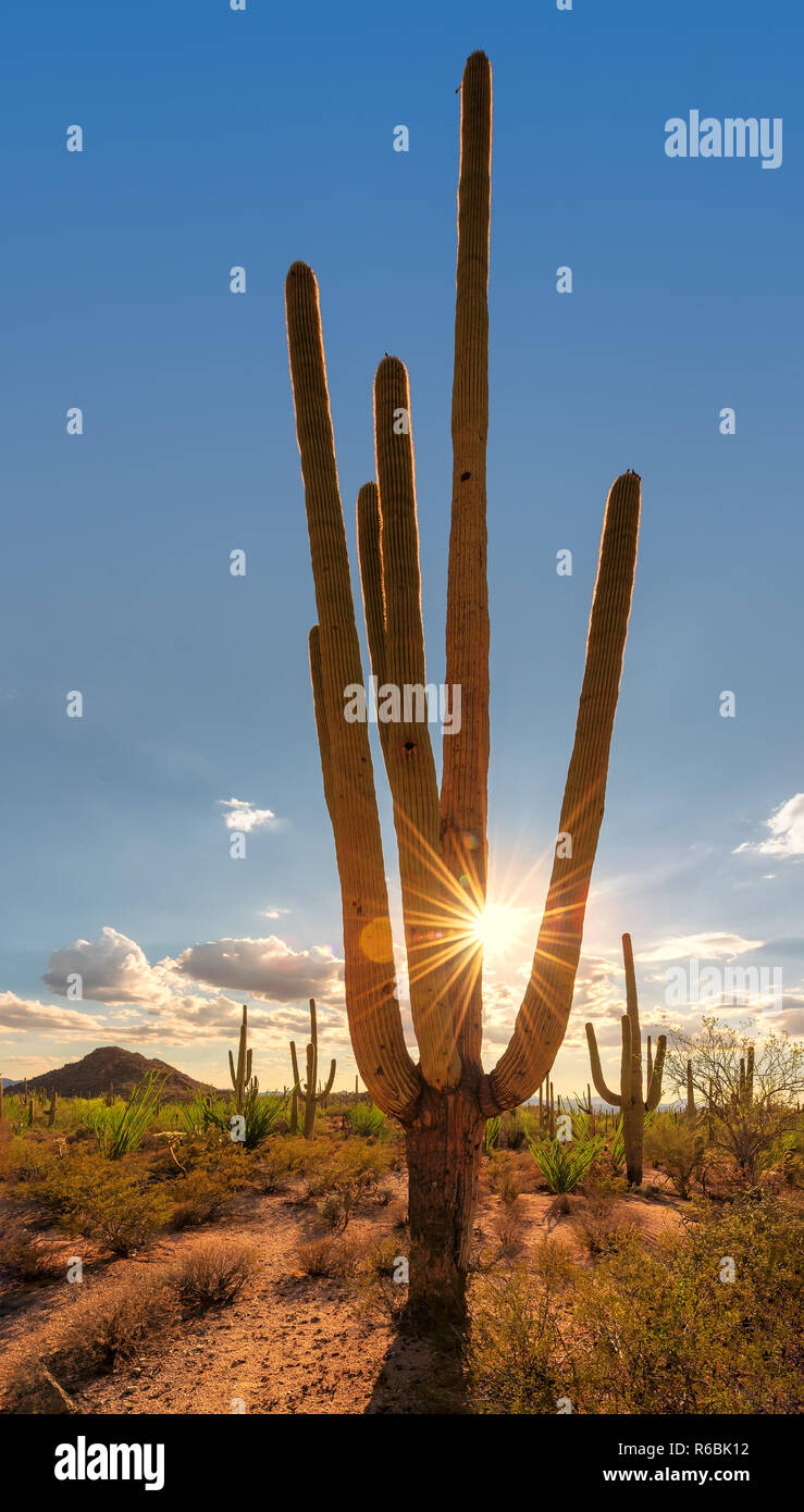 Saguaro-Kaktus bei Sonnenuntergang Stockfoto