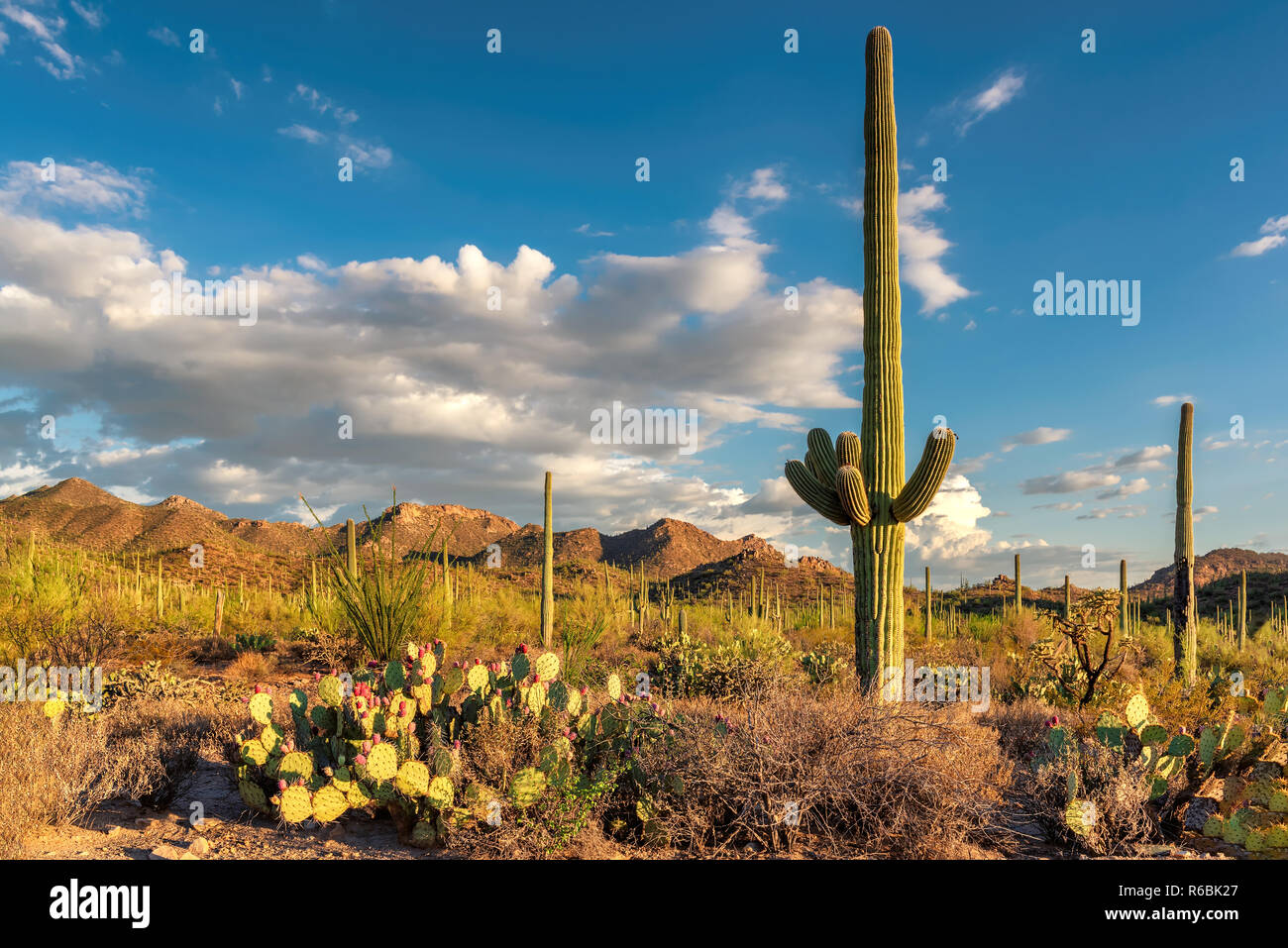 Saguaro Kaktus im Saguaro National Park Stockfoto