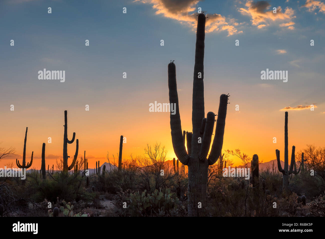 Saguaro-Kaktus bei Sonnenuntergang Stockfoto