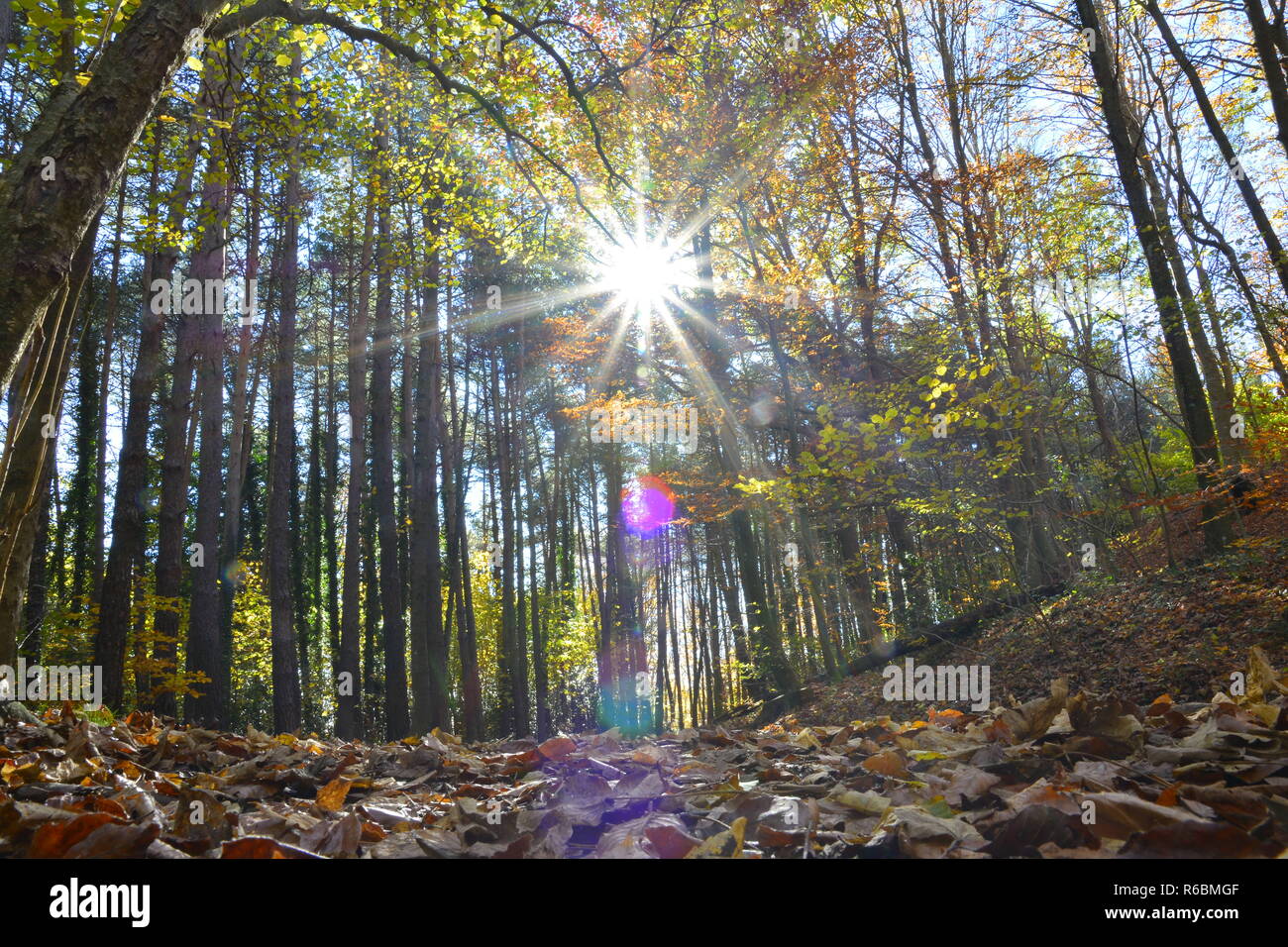 Herbstwald mit gelb grünen Farben Blatt Stockfoto