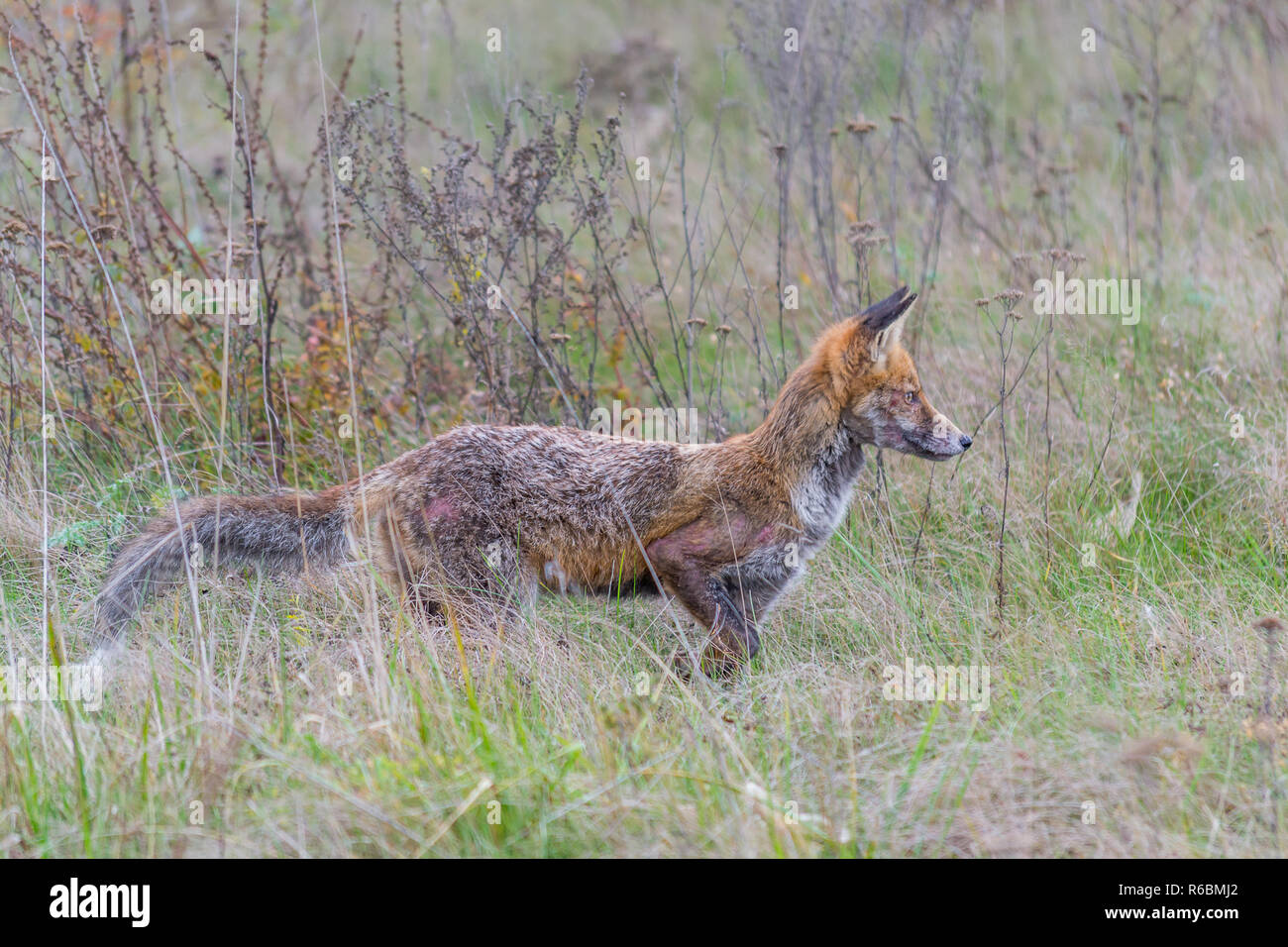 Red Fox auf der Suche nach Beute durch Gras. Nagetiere Jagd. Rumänisch Land Stockfoto
