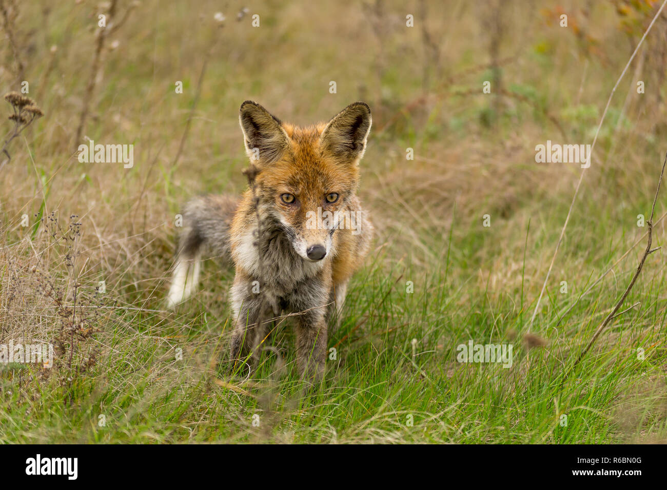 Schönen roten Fuchs in die Kamera schaut. Stockfoto