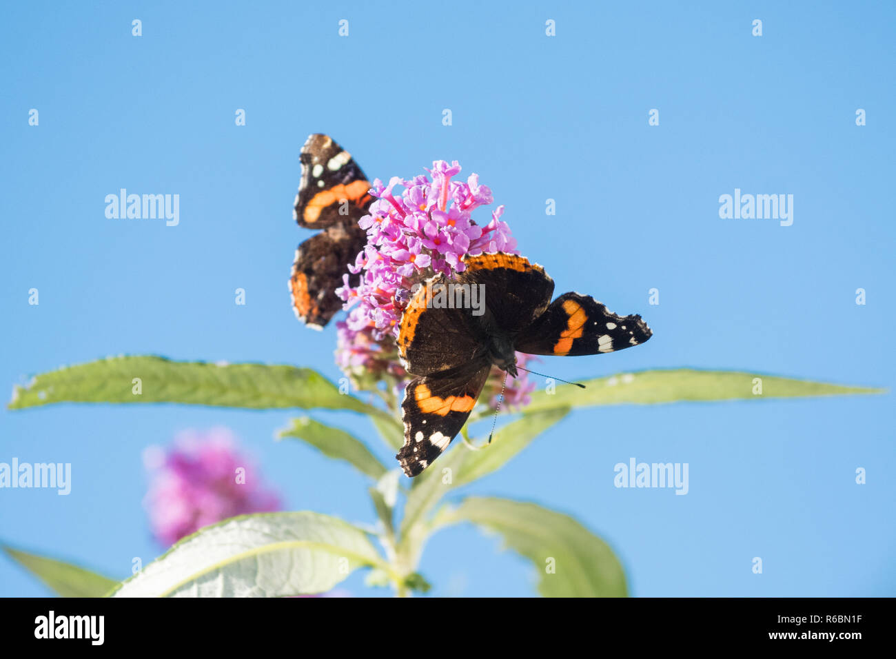 Red Admiral Schmetterling oder Vanessa atalanta Schmetterlinge auf sommerflieder oder Schmetterling Bush gegen den blauen Himmel mit copy Space - Schottland, Großbritannien Stockfoto