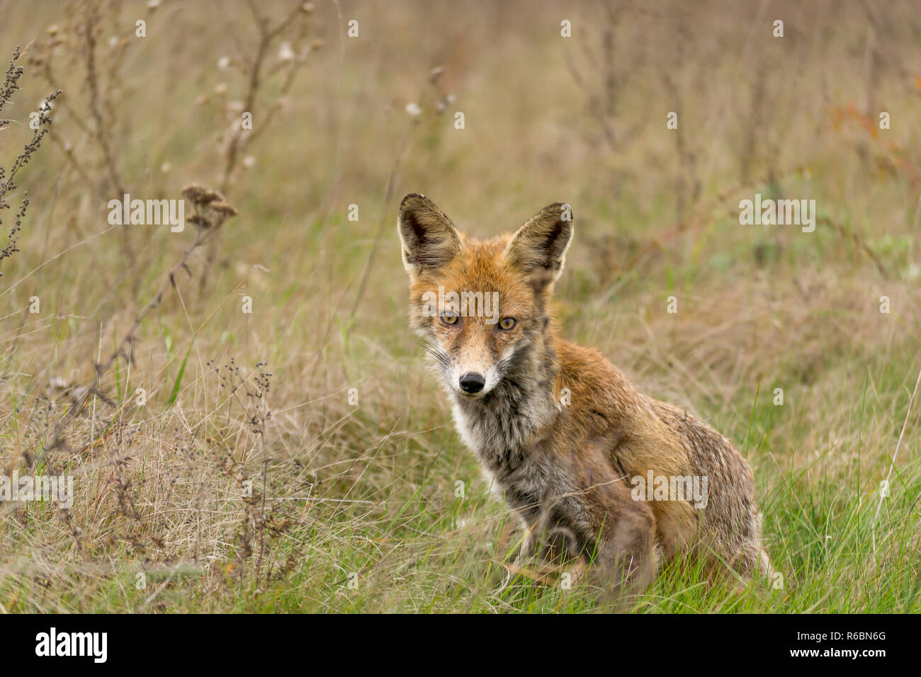 Schönen roten Fuchs in die Kamera schaut. Stockfoto