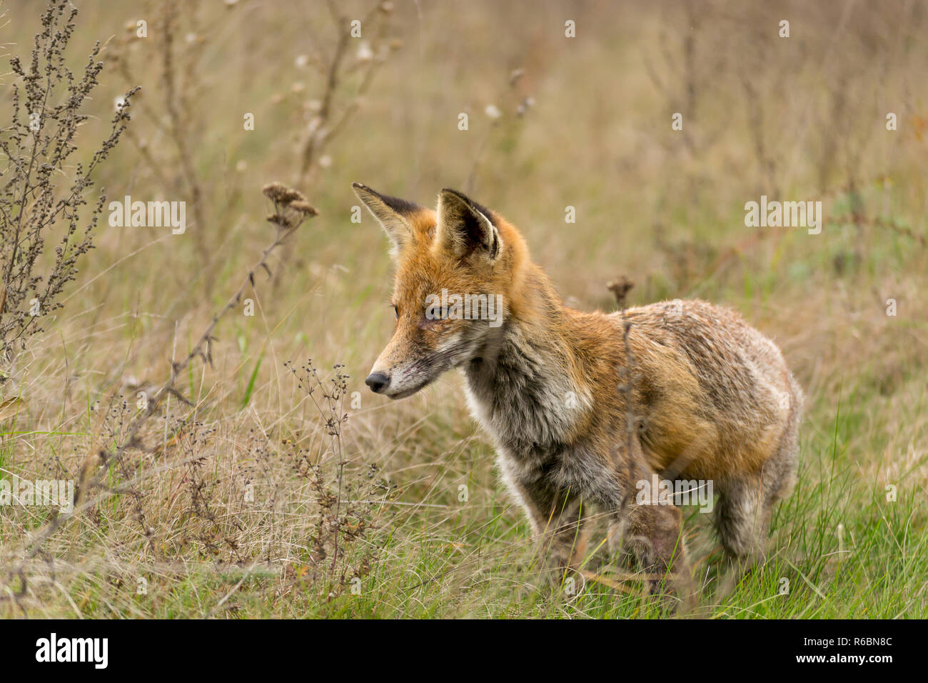 Red Fox auf der Suche nach Beute durch Gras. Nagetiere Jagd. Rumänisch Land Stockfoto