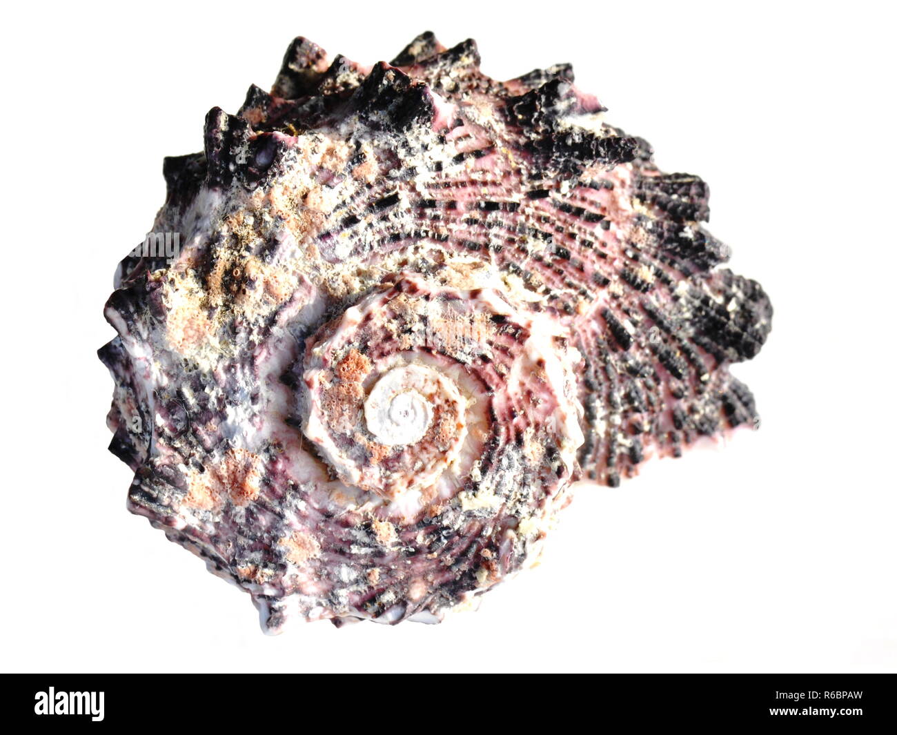 Gemeinsame delphinula seashell auf weißem Hintergrund Stockfoto