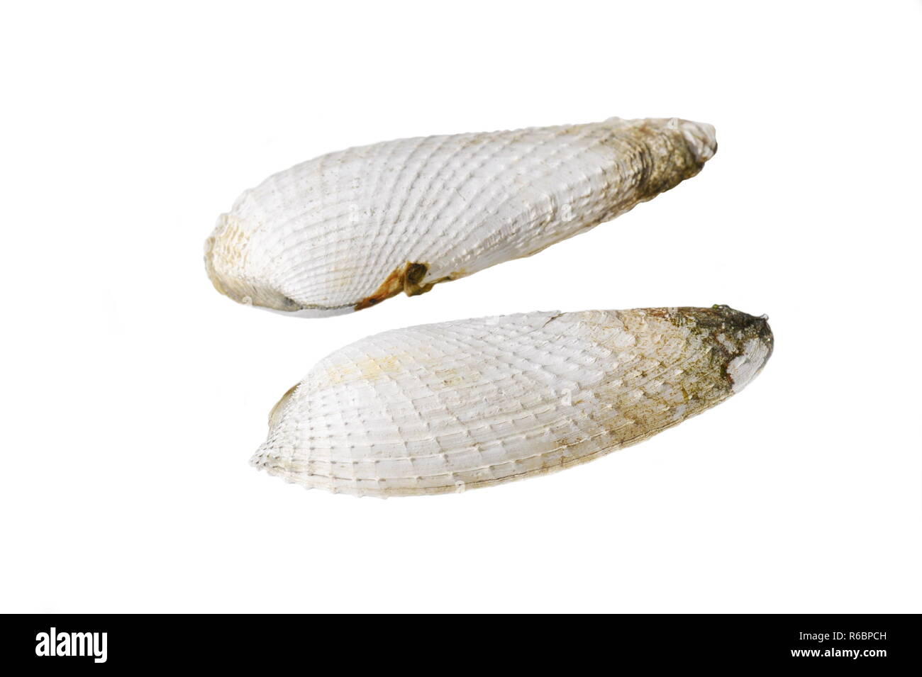 Die weißen piddock seashell Kades-barnea Candida auf weißem Hintergrund Stockfoto