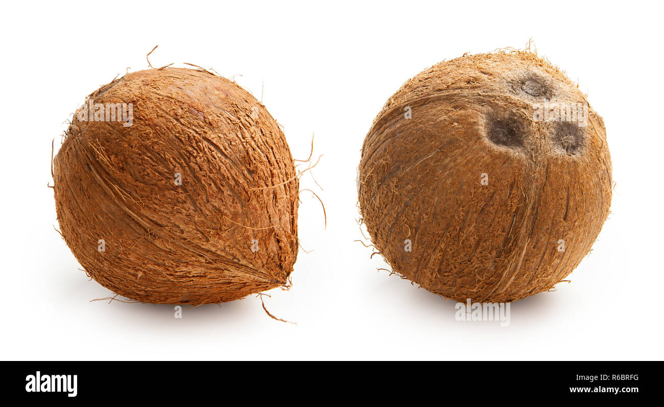 Kokosnüsse isoliert auf weißem Hintergrund mit Freistellungspfad Stockfoto