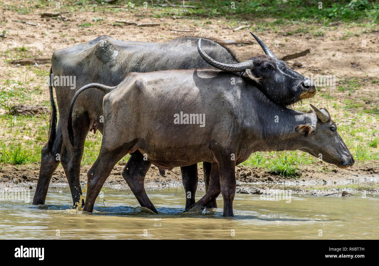 Wasserbüffel. Männliche und weibliche von Wasserbüffel, Baden in den Teich in Sri Lanka. Die Sri Lanka Wilde Wasserbüffel (Bubalus arnee migona). Sri Lank Stockfoto