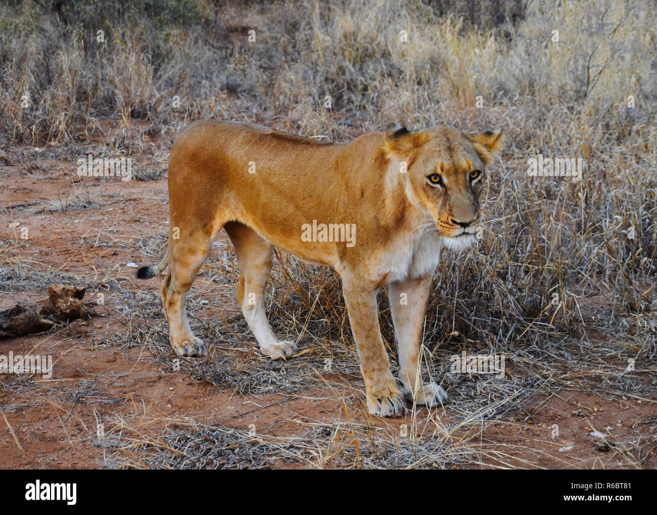 Löwin an den Südafrikanischen Game Preserve an Kamera suchen Stockfoto