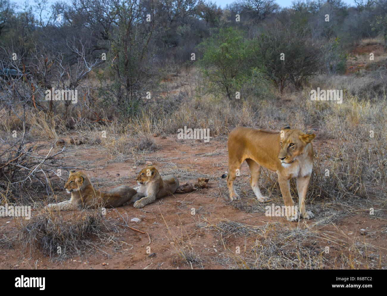 Löwin und zwei junge Löwen in der Savanne Landschaft Stockfoto