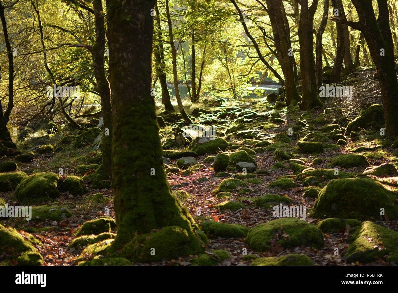 Cwm Nantcol Woods Stockfoto