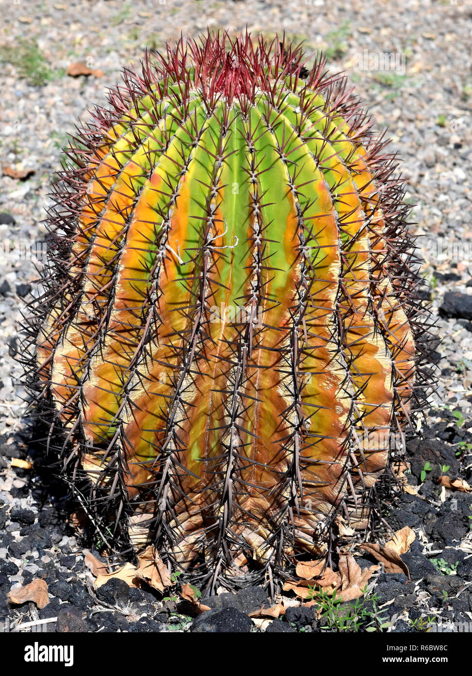 Nahaufnahme auf einem bunten Fire barrel Cactus Stockfoto