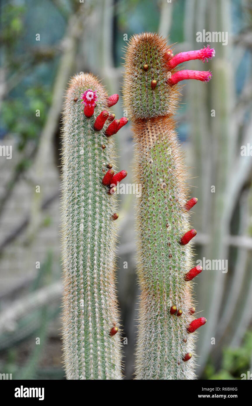 Cleistocactus tarijensis mit roten Blumen Stockfoto