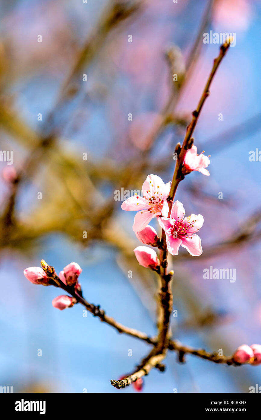 Peach Blossom im Frühjahr Stockfoto