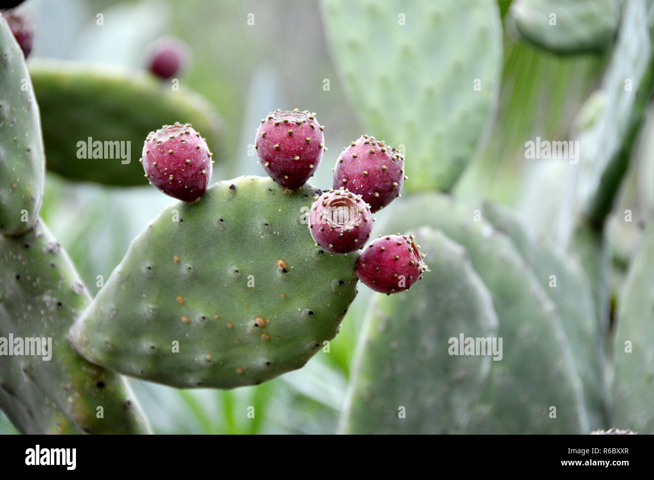 Nahaufnahme auf Prickly Pear cactus Opuntia ficus-indica Stockfoto