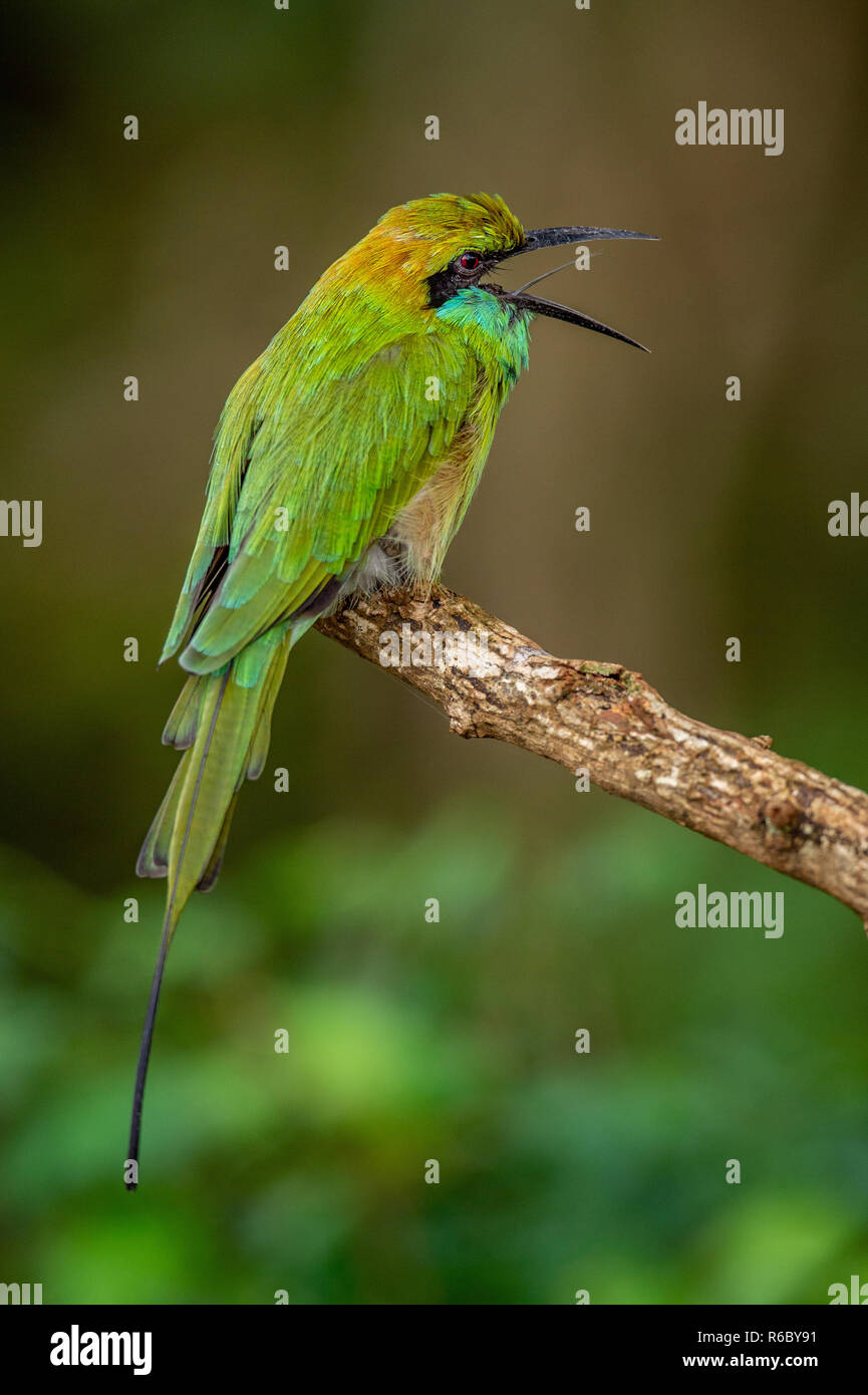 Bee-eater mit offenem Schnabel auf den Zweig. Natürlichen grünen Hintergrund. Die grüne Bee-eater. Merops orientalis (manchmal kleine grüne Bee-eater). Sri Lank Stockfoto