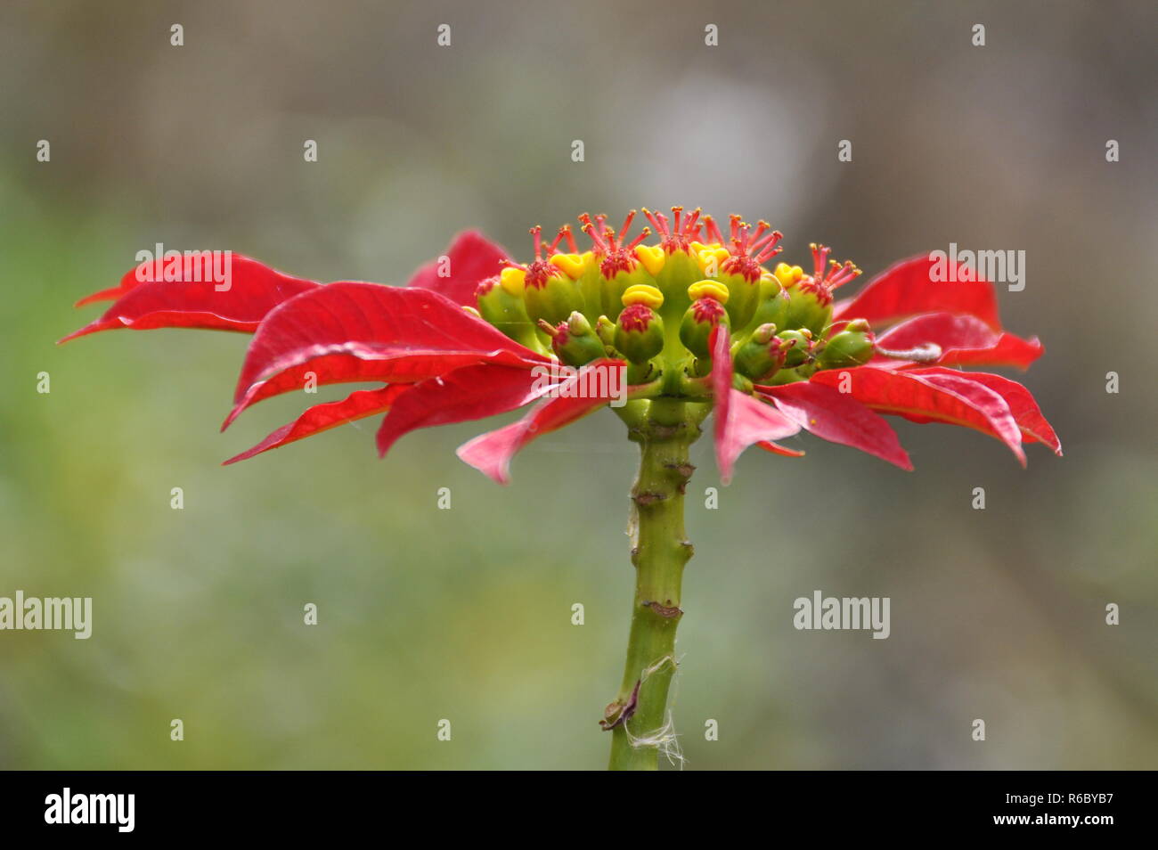 Blhender weihnachtsstern -Fotos und -Bildmaterial in hoher Auflsung   Alamy