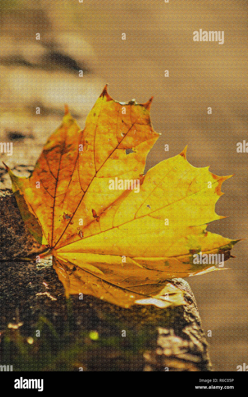 Herbstliche lackiert Blatt in der Abendsonne Stockfoto