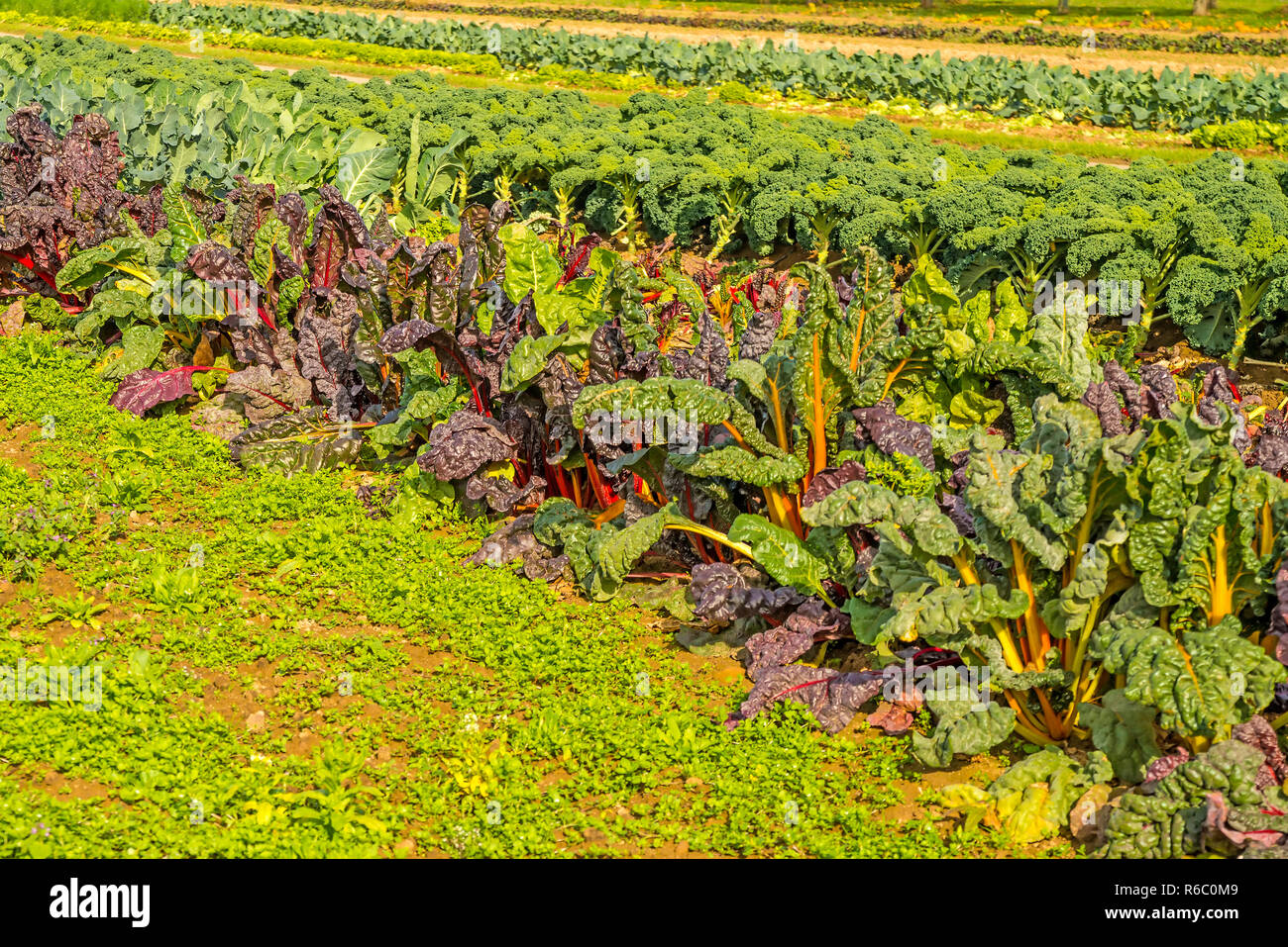 Anbau Mangold Und Grunkohl Stockfoto Bild 227686713 Alamy