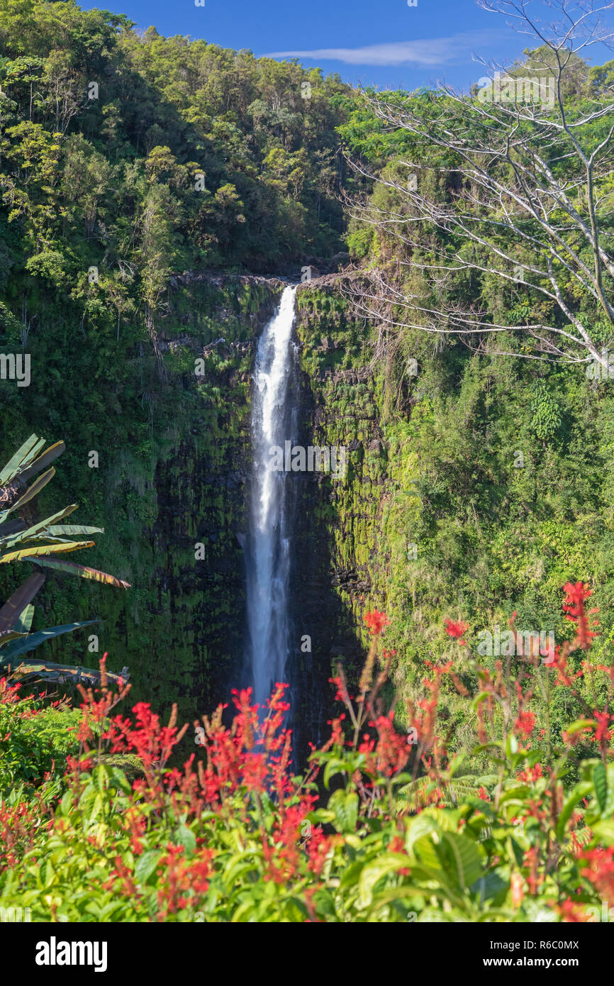 Honomū, Hawaii - Akaka Falls. Stockfoto