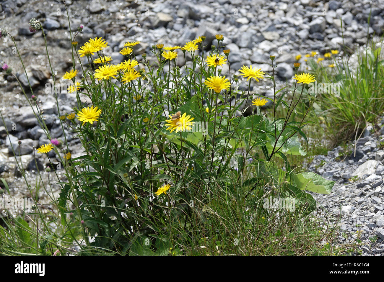 Oxeye Blumen Buphthalmum salicifolium im Namlostal, Tal in Tirol, Österreich Stockfoto