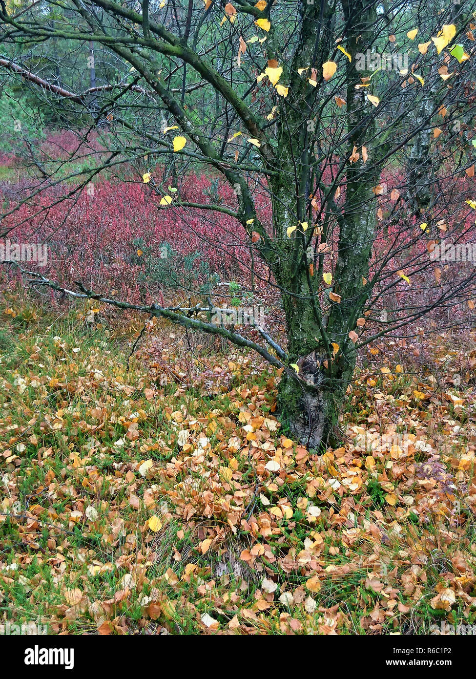 Schwarzes Moor im Herbst, Rhön, Bayern, Deutschland Stockfoto