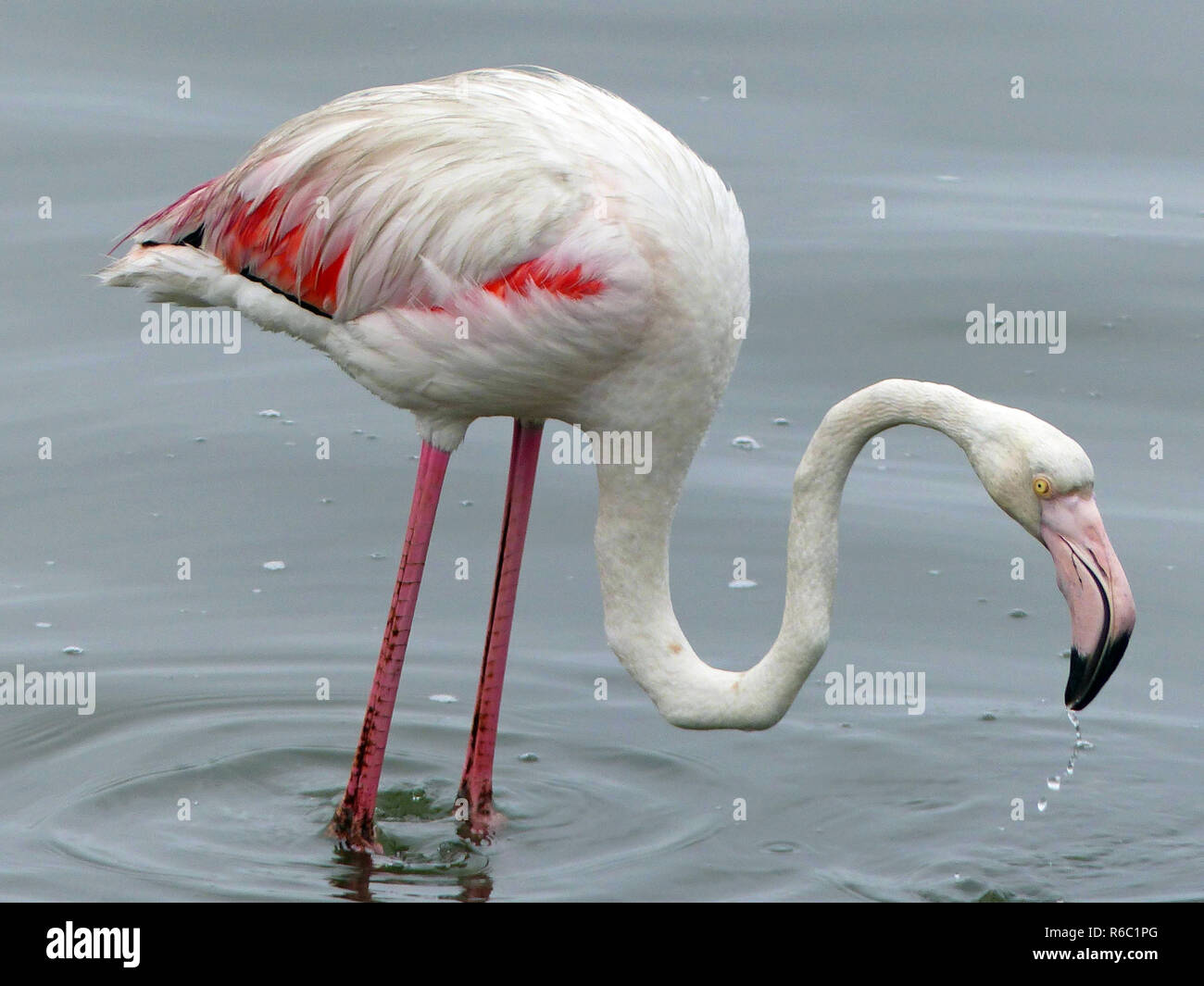 Flamingo in Wasser, Namibia Stockfoto