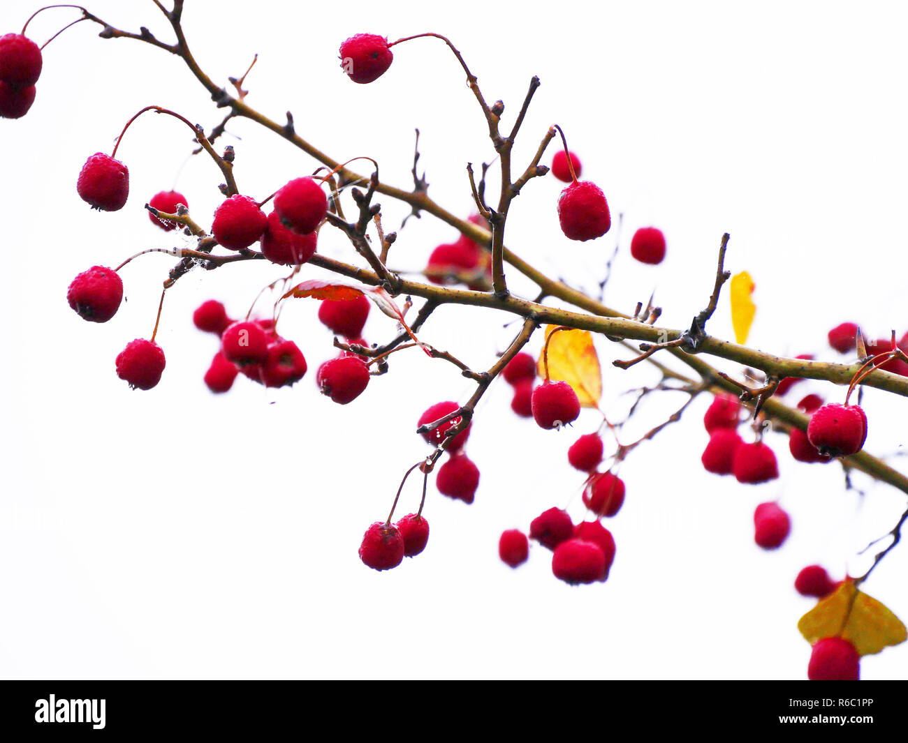 Zweig mit roten Beeren von Scarlet Weißdorn Crataegus Coccinea im Herbst mit weißem Hintergrund Stockfoto