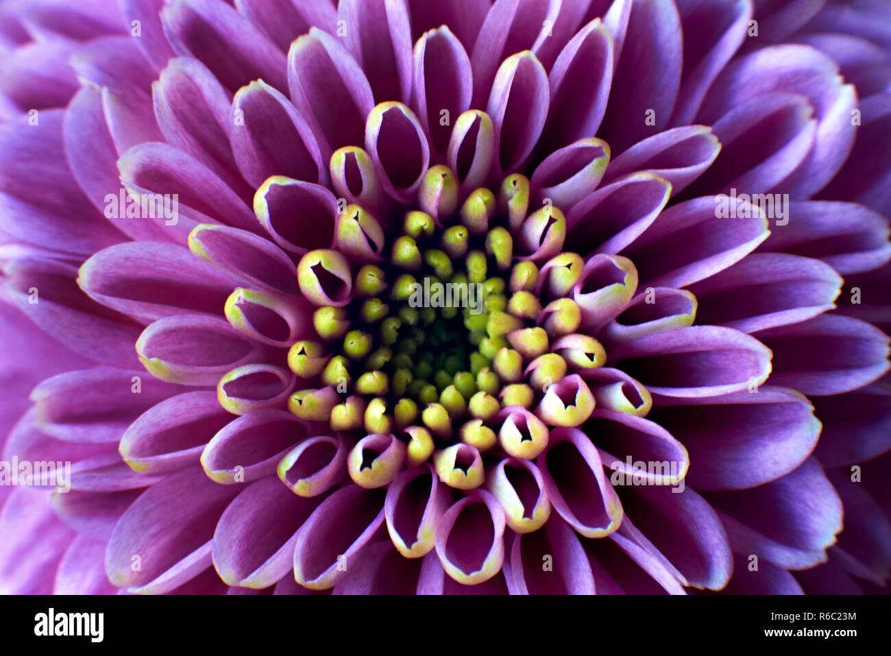 Nahaufnahme Foto von lila Chrysanthemum morifolium Blume zeigt die Staubgefäße und Blütenblätter Stockfoto