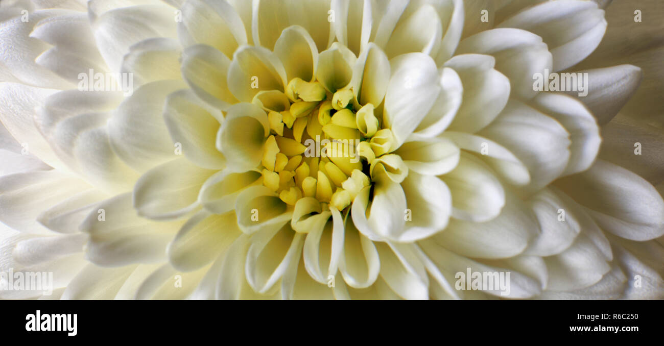 Nahaufnahme Foto von White Chrysanthemum flower zeigt die Staubgefäße und Blütenblätter Stockfoto