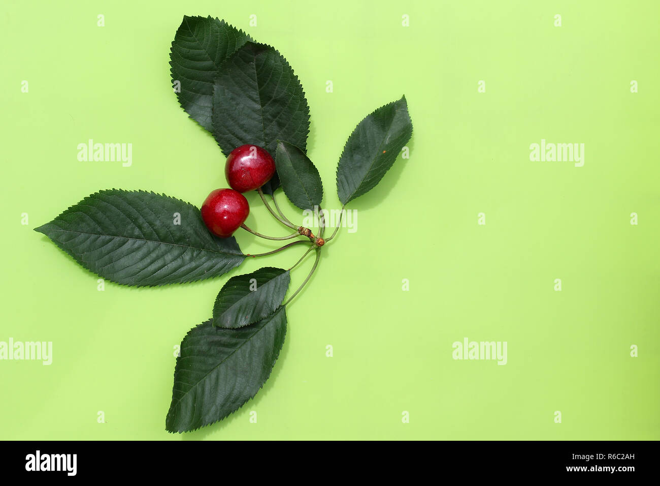 Kirschen mit grünen Blättern auf grünem Hintergrund. Stockfoto