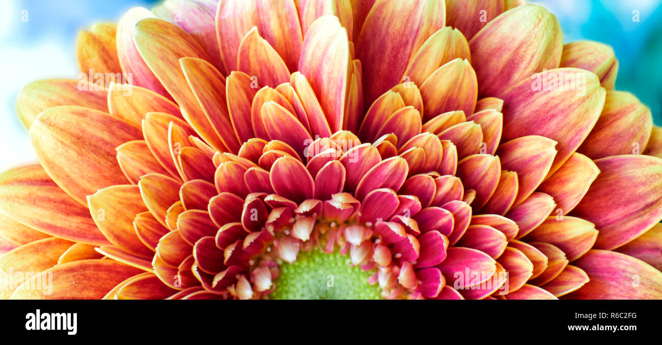 Nahaufnahme Foto von Goldene Chrysantheme Blume zeigt die Staubgefäße und Blütenblätter Stockfoto