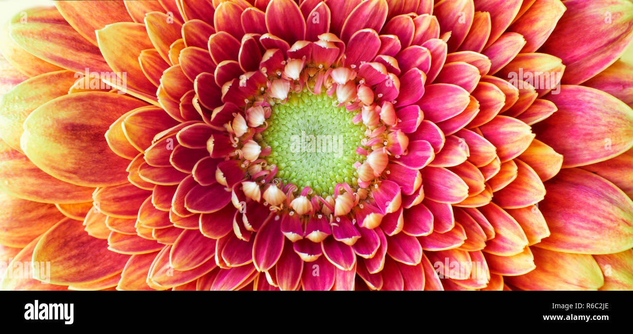 Nahaufnahme Foto von Goldene Chrysantheme Blume zeigt die Staubgefäße und Blütenblätter Stockfoto