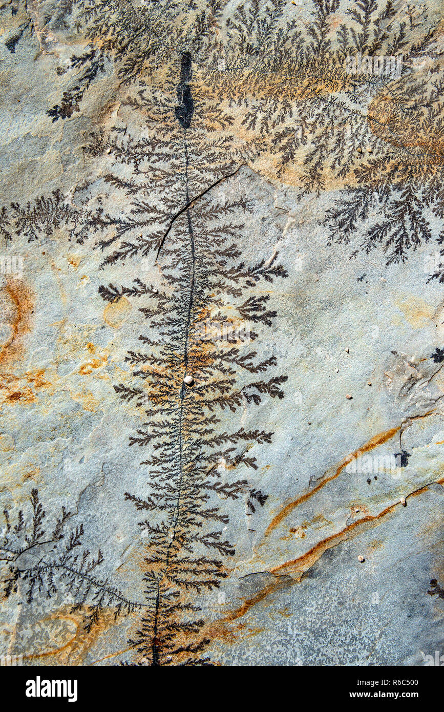 Schöne Footprint von versteinerten Farn Pflanze auf Stein, Muster, Textur, Hintergrund Stockfoto