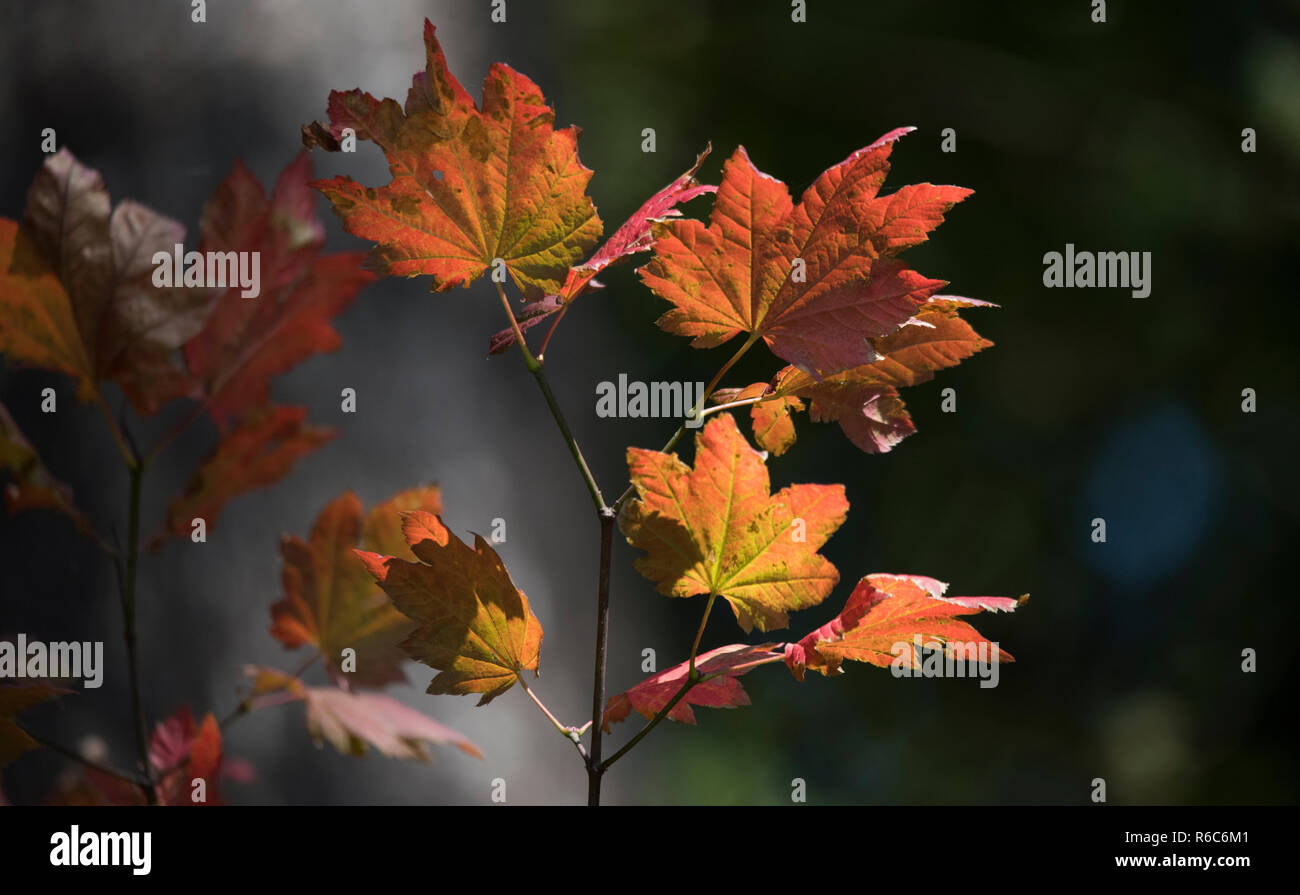 Ahornblätter auf Zweig im Herbst Farben Stockfoto