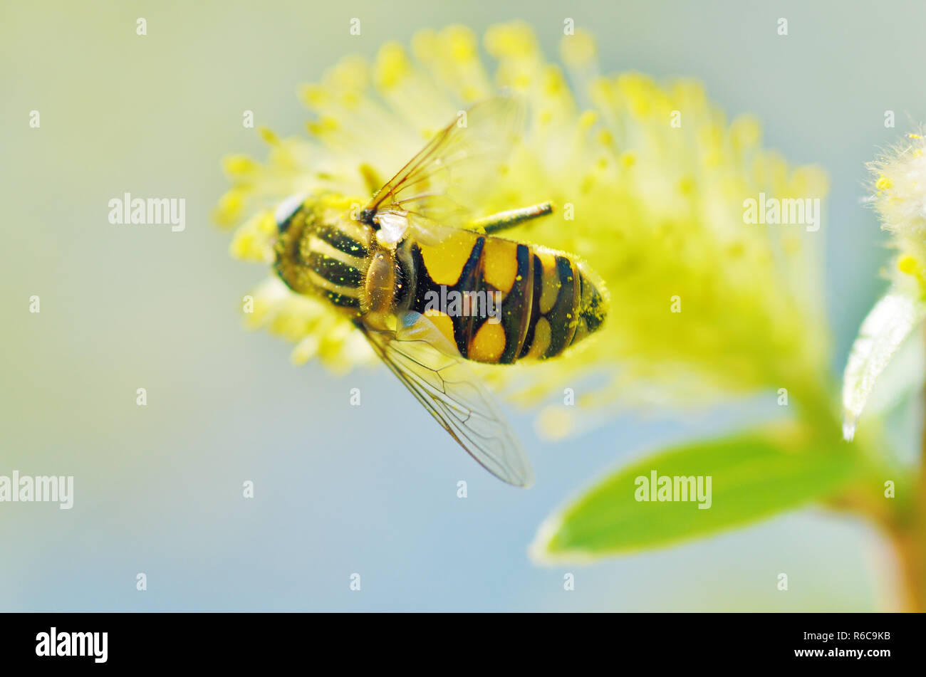 Deutsche Wespe sammelt Pollen von Pflanzen. Mit Erwärmung das Leben der Insekten wurde mehr aktiv. Stockfoto
