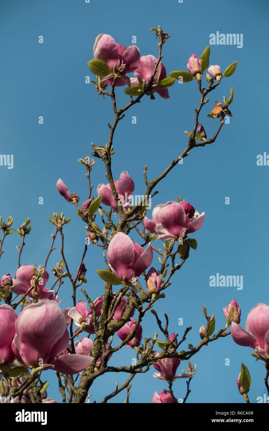 Magnolie mit Magnolia Blossom Stockfoto