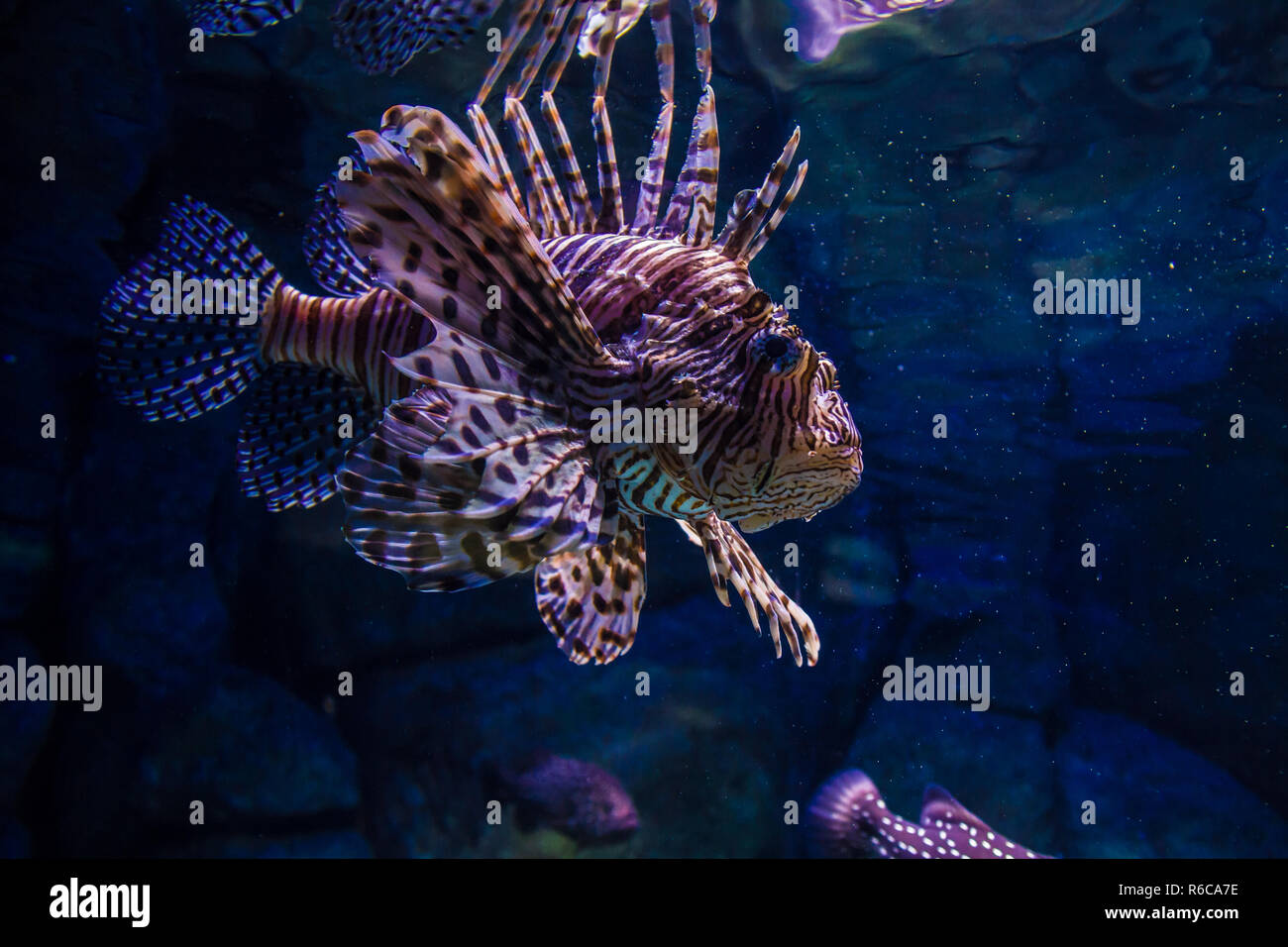 Exotische Fische Und Haie Im Aquarium In Istanbul Turkuazoo Stockfotografie Alamy