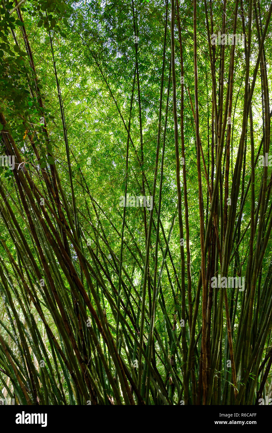 Ein Spaziergang durch den üppigen Dschungel und Kalkfelsen der Welchman Hall Gully, Barbados Stockfoto