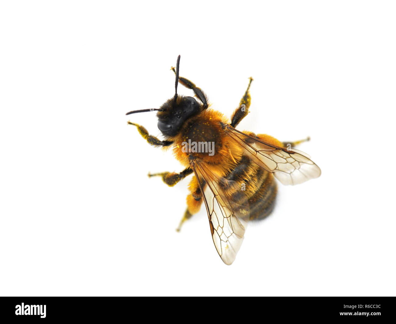 Die wilde Biene Osmia red Mason bee isoliert auf weißem bicornis Stockfoto
